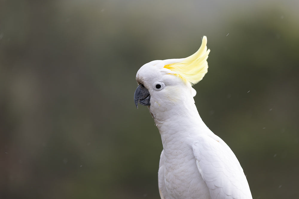 A Sulphur-crested cockatoo is shown in profile, facing left. Its bright yellow crest is raised, and its white feathers are detailed against a blurred, dark background. Small white specks, possibly rain or dust, are visible in the air.