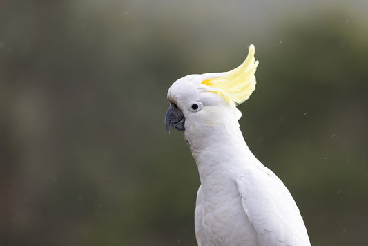 A Sulphur-crested cockatoo is shown in profile, facing left. Its bright yellow crest is raised, and its white feathers are detailed against a blurred, dark background. Small white specks, possibly rain or dust, are visible in the air.