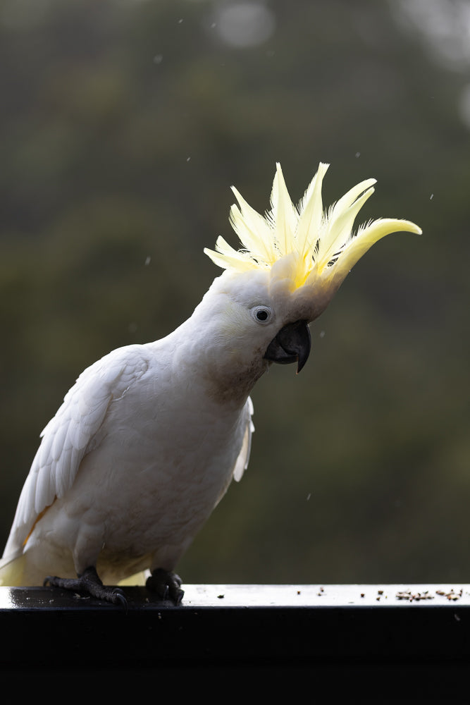 A Sulphur-crested cockatoo with its crest raised is perched on a dark surface. The bird is white with a distinctive yellow crest. The background is blurred and dark green, with some light specks that may be rain or dust.