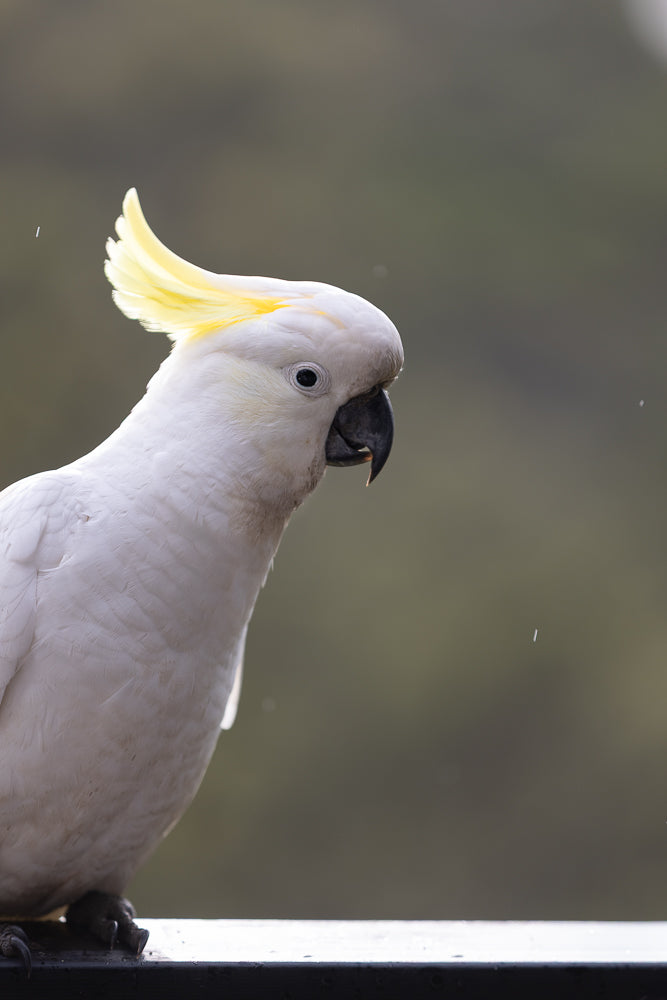 A Sulphur-crested cockatoo with its crest raised is looking to the right. The bird is white with a yellow crest and has a black beak. It is perched on a dark railing with a blurred background.