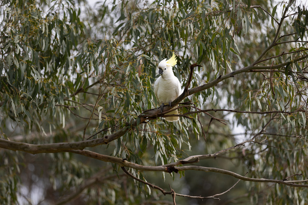 A white cockatoo with a yellow crest sits on a branch of a eucalyptus tree, surrounded by green leaves.