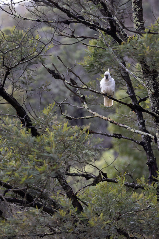 A white cockatoo with a yellow crest sits on a branch in a forest. The bird is facing the camera, and its feathers are ruffled. The background is a blur of green and brown foliage.
