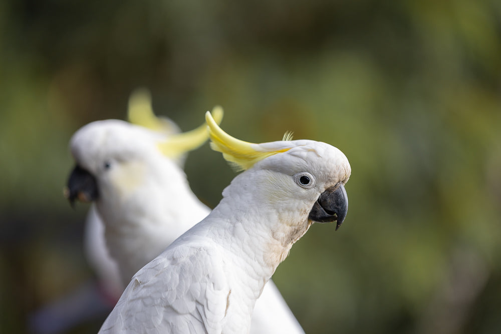 Two Sulphur-crested cockatoos are shown in profile against a blurred green background. The cockatoo in the foreground is in sharp focus, displaying its white plumage, black beak, and distinctive yellow crest.