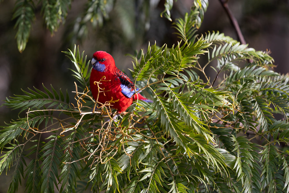 A crimson rosella parrot with bright red plumage, blue cheeks, and black and blue wings sits perched on a branch amidst green foliage.