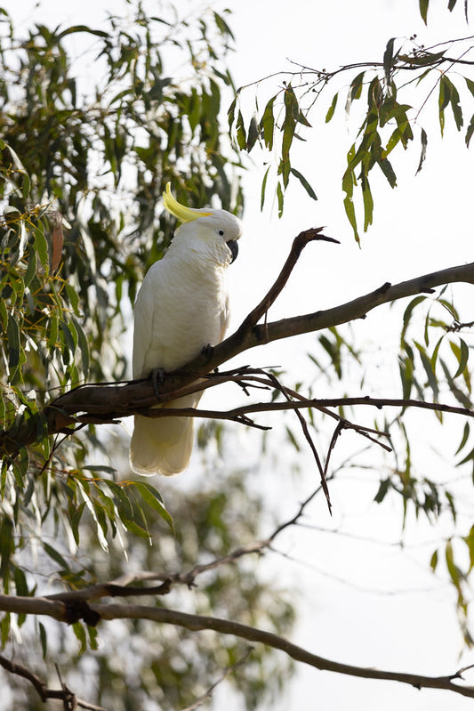 A white cockatoo with a yellow crest sits on a tree branch, surrounded by green eucalyptus leaves against a bright white sky.