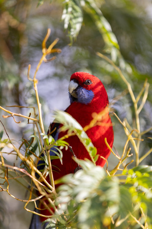 A close-up of a crimson rosella parrot perched among branches and green leaves. The parrot has vibrant red plumage, a bright blue cheek patch, and a pale beak. Its eye is dark and alert, and it is looking to the left.
