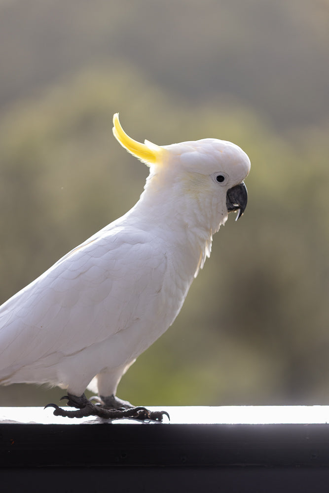 A white cockatoo with a yellow crest stands on a dark railing, looking to the right. The background is blurred green and brown.