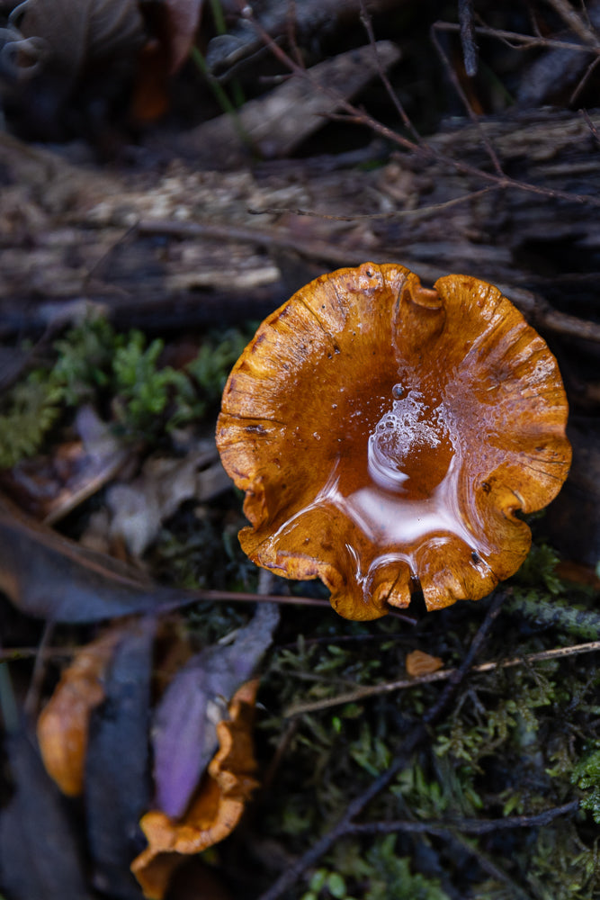 A close-up, top-down view of a wet, orange mushroom cap filled with water, resting on moss and fallen leaves.