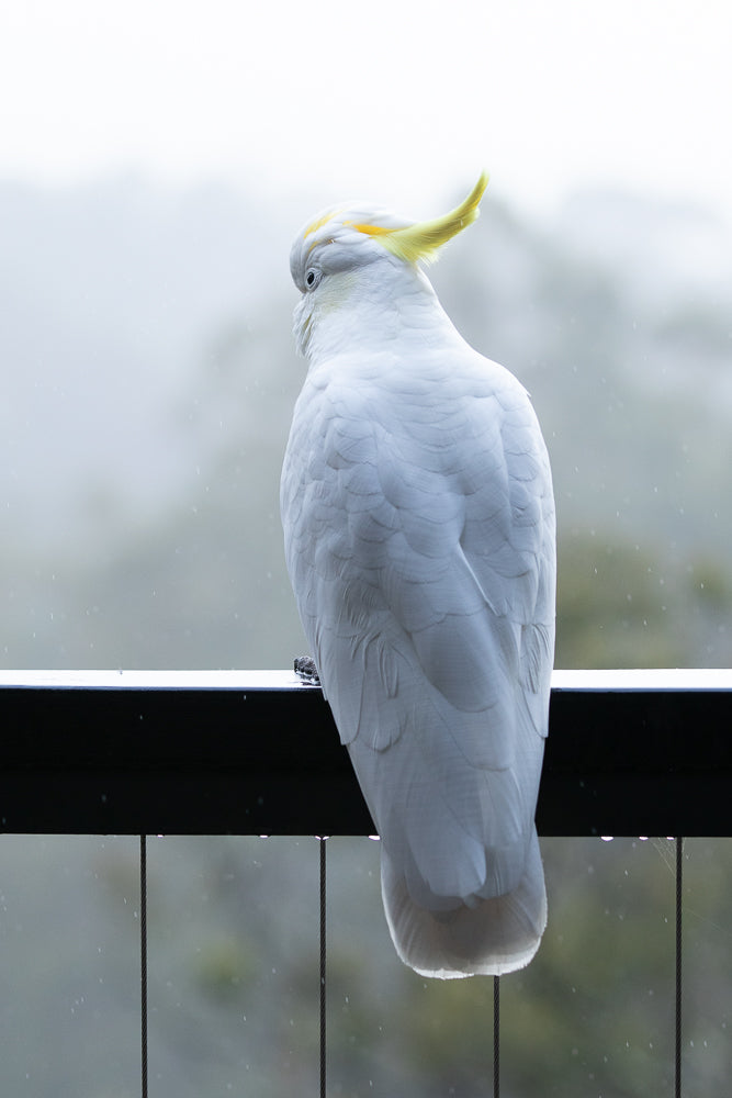A white cockatoo with a yellow crest sits on a railing in the rain, looking to the left. The background is blurred and misty.