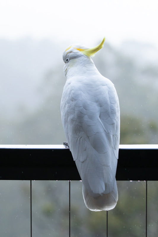 A white cockatoo with a yellow crest sits on a railing in the rain, looking to the left. The background is blurred and misty.