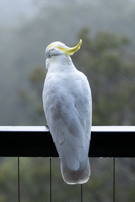 A Sulphur-crested cockatoo sits on a railing in the rain, looking to the left. The bird is mostly white with a yellow crest and yellow under its wings. The background is blurred and shows trees and a misty sky.