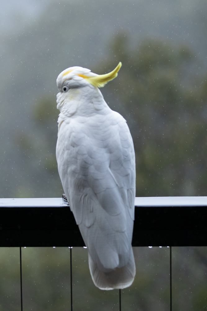 A white cockatoo with a yellow crest sits on a railing in the rain. The bird is facing away from the camera, looking to the left. The background is blurred green foliage.