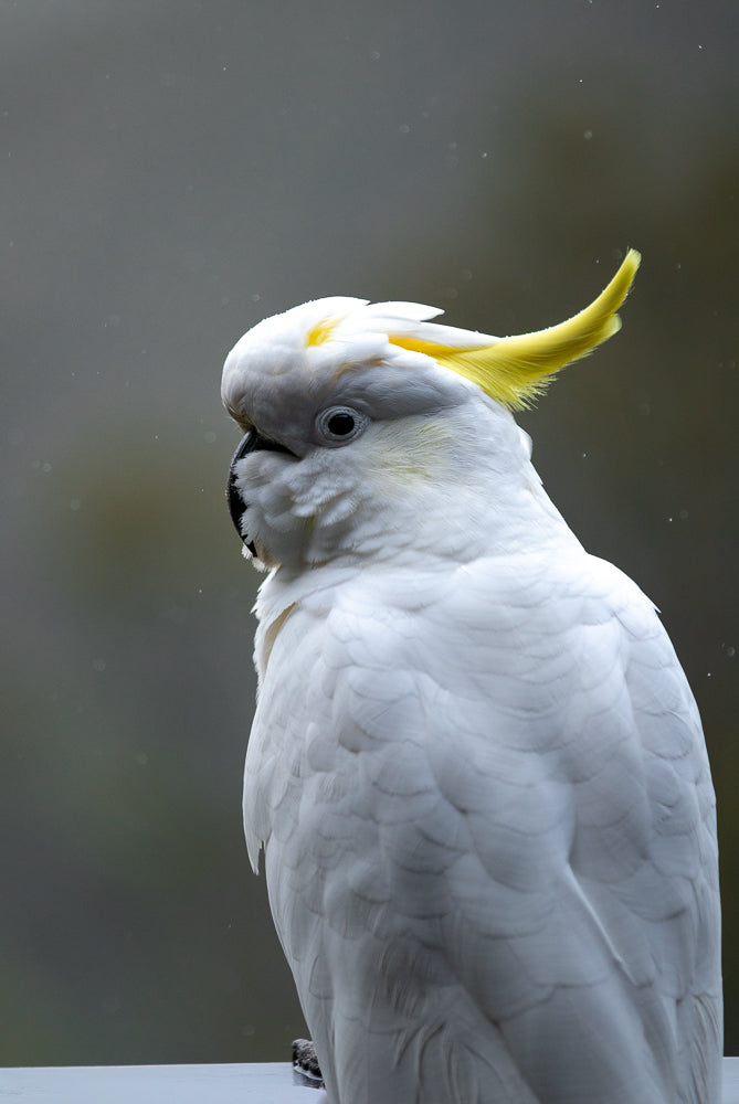 A Sulphur-crested cockatoo with its crest raised is looking to the left. The bird is white with a bright yellow crest and yellow ear coverts. The background is a soft, out-of-focus grey.