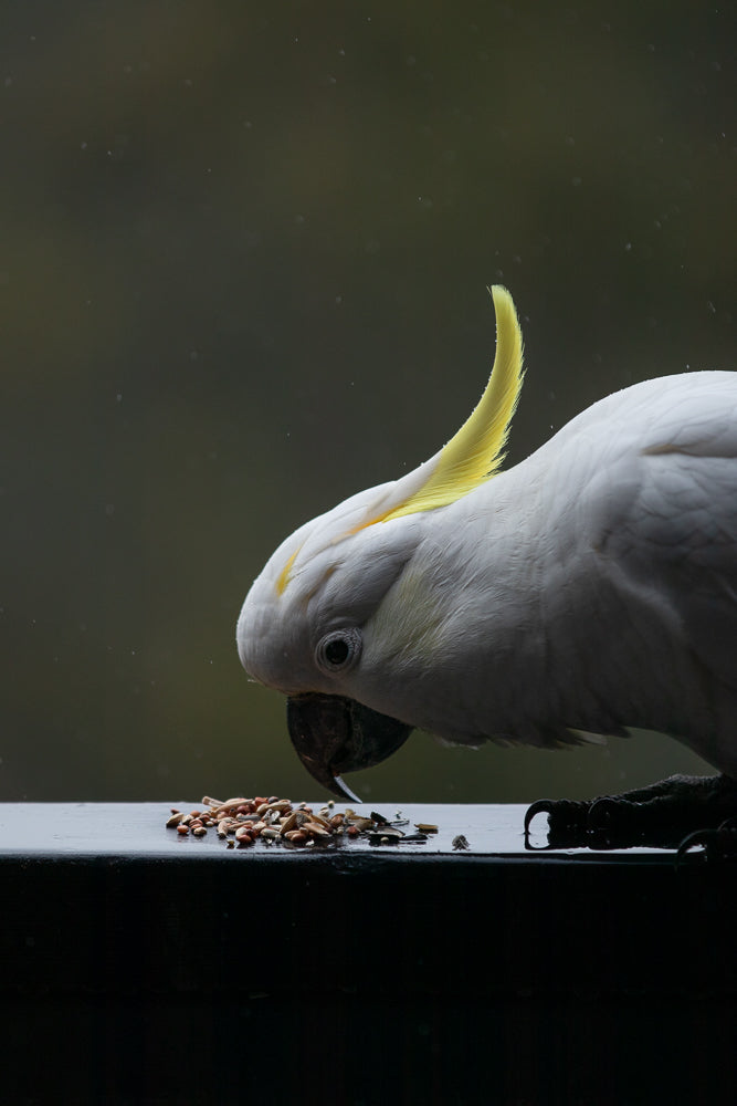 A Sulphur-crested cockatoo with its crest raised is eating seeds from a dark surface. The background is blurred and dark, with some small white specks that could be rain or dust.