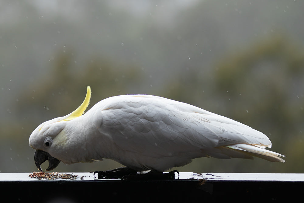 A white cockatoo with a yellow crest eats seeds from a surface in the rain. The bird is facing left, with its head down towards the food. The background is blurred and out of focus.