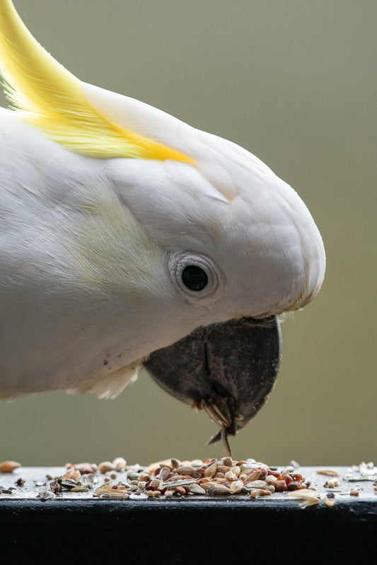 A close-up shot of a white cockatoo with a yellow crest eating seeds from a surface.
