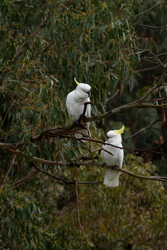 Two white cockatoos with yellow crests perch on branches of a eucalyptus tree. The bird on the left is looking down, while the bird on the right is looking to the left.
