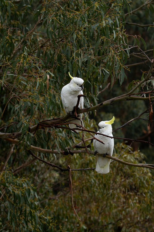 Two white cockatoos with yellow crests perch on branches of a eucalyptus tree. The bird on the left is looking down, while the bird on the right is looking to the left.