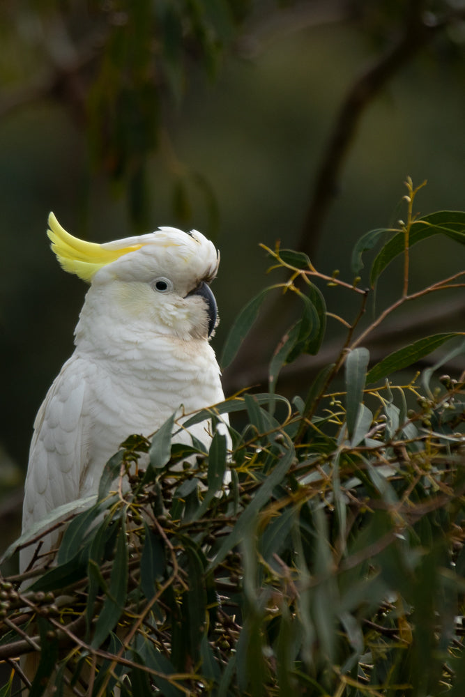 A Sulphur-crested cockatoo with its crest raised sits amongst eucalyptus leaves and branches. The bird is white with a yellow crest and has a black beak.