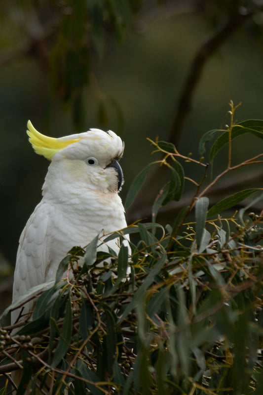 A Sulphur-crested cockatoo with its crest raised sits amongst eucalyptus leaves and branches. The bird is white with a yellow crest and has a black beak.