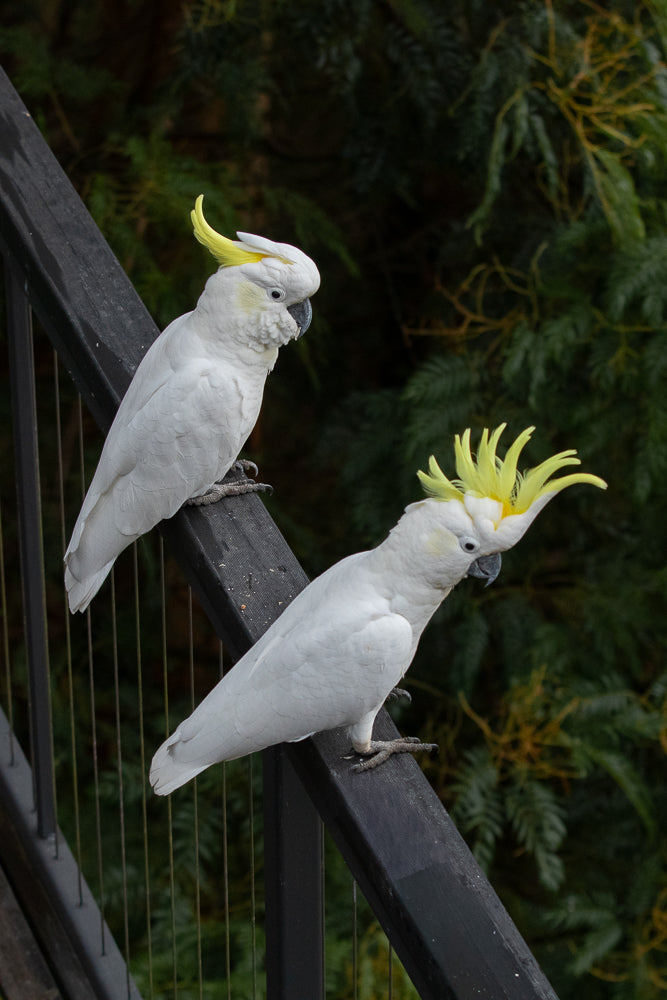 Two white cockatoos with yellow crests perch on a dark railing against a blurred green background of foliage.