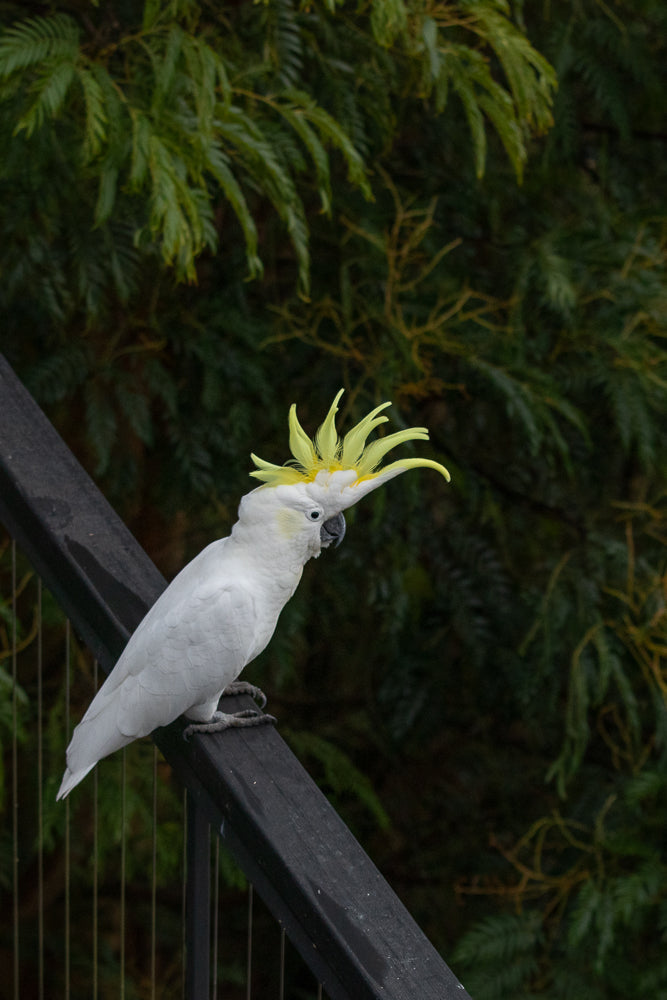 A white cockatoo with a bright yellow crest is perched on a dark railing. The bird is facing to the right, with its crest raised and fanned out. The background is a blur of dark green foliage.