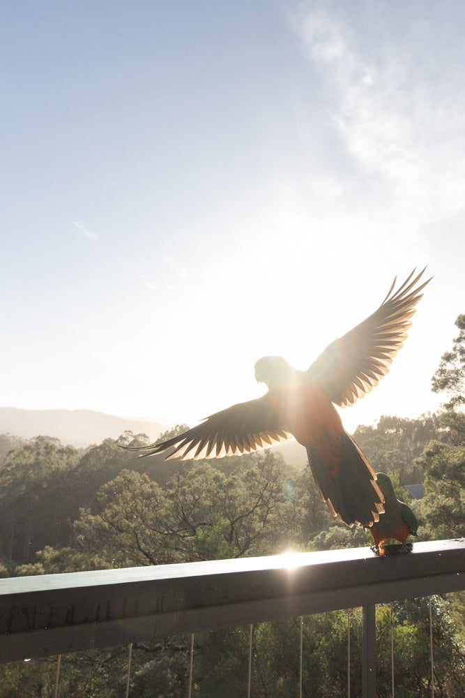 A colorful parrot with wings spread wide is captured mid-flight, silhouetted against a bright sun. Another parrot is perched nearby on a railing, with a lush, green forest and hazy mountains in the background under a clear sky.