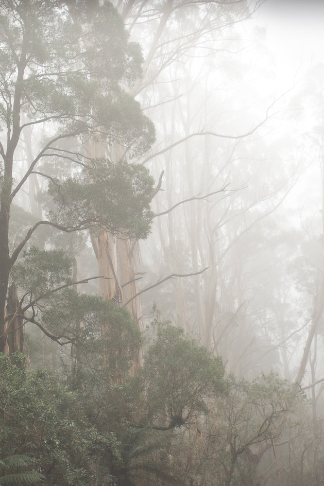 A dense forest shrouded in thick fog. Tall, bare trees with thin branches are visible in the background, fading into the white mist. In the foreground, lush green foliage and smaller trees create a layered effect.