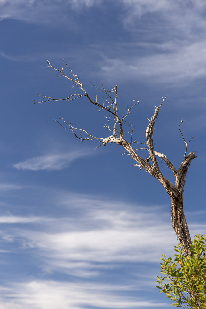 A stark, dead tree trunk with gnarled branches reaches towards a bright blue sky with wispy white clouds. A few green leaves sprout from the base of the trunk.