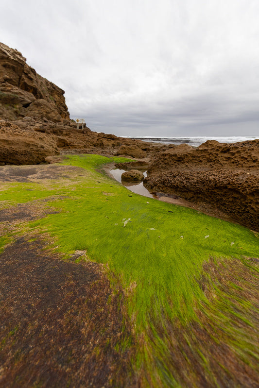 Bright green seaweed amongst tide pools and large rock formations