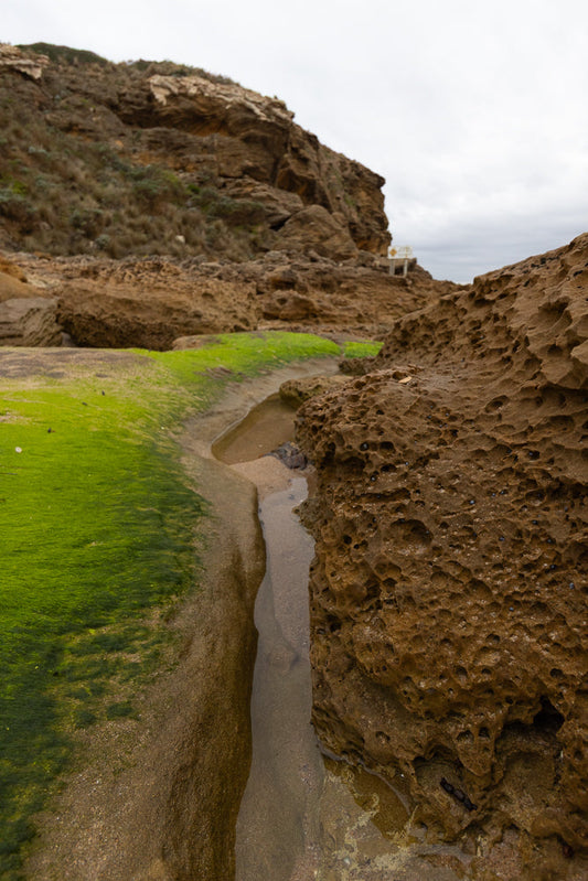 A low-angle shot of a rocky coastline with patches of bright green seaweed and tide pools. The textured brown rocks are in the foreground, leading the eye towards the distant cliffs under a cloudy sky.