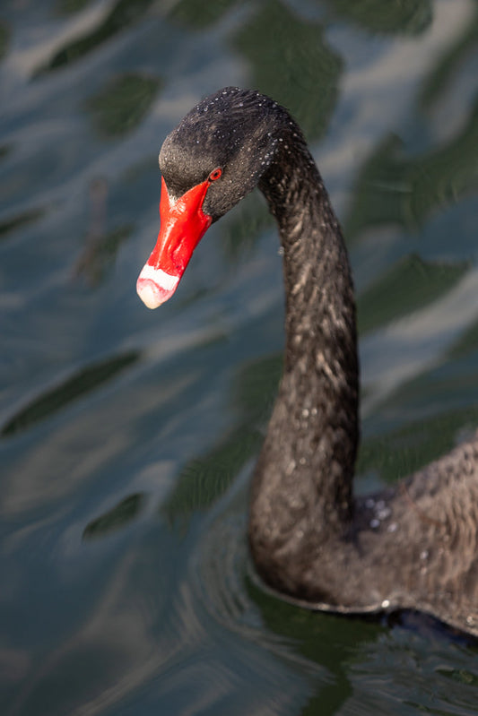 A close-up shot of a black swan swimming in dark water. The swan has a bright red beak with a white tip and red eyes. Its black feathers are slightly wet, with small water droplets visible.
