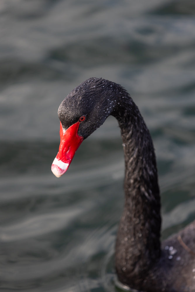 A close-up of a black swan with a bright red beak and a white tip, swimming in dark water. The swan's black feathers are speckled with tiny water droplets.