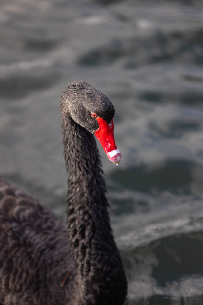 A close-up of a black swan's head and neck. The swan has black feathers, a red beak with a white tip, and a red eye. It is swimming in dark water.