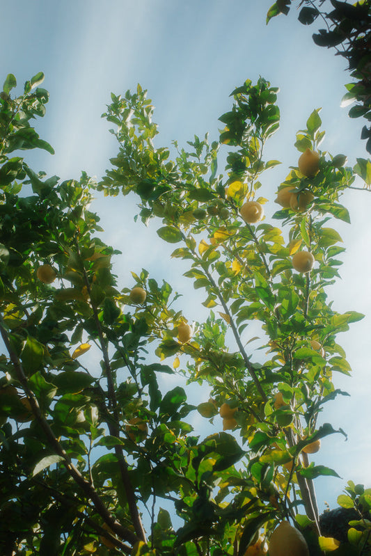A low-angle shot of a lemon tree with ripe yellow lemons hanging from its branches against a bright blue sky.
