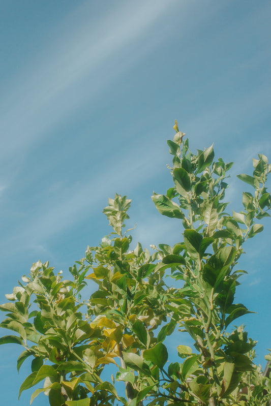 A close-up shot of green leaves against a bright blue sky with wispy white clouds. The leaves are lush and vibrant, with some appearing slightly yellowed, suggesting they are catching the sunlight.
