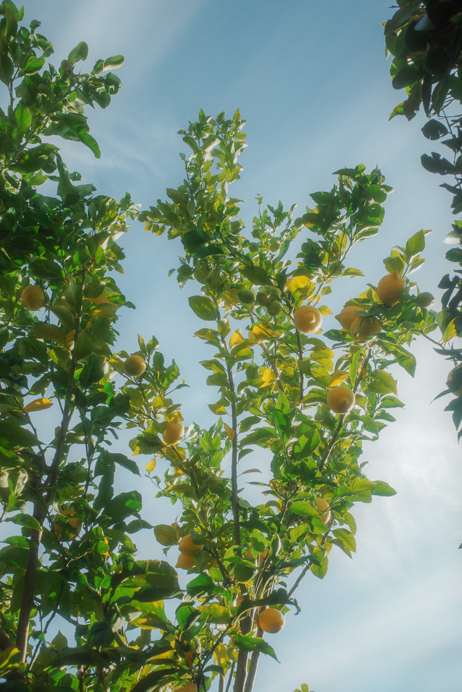 A low-angle shot of a lemon tree with ripe yellow lemons hanging from its branches against a bright blue sky. The sun is shining through the leaves, creating a warm glow.