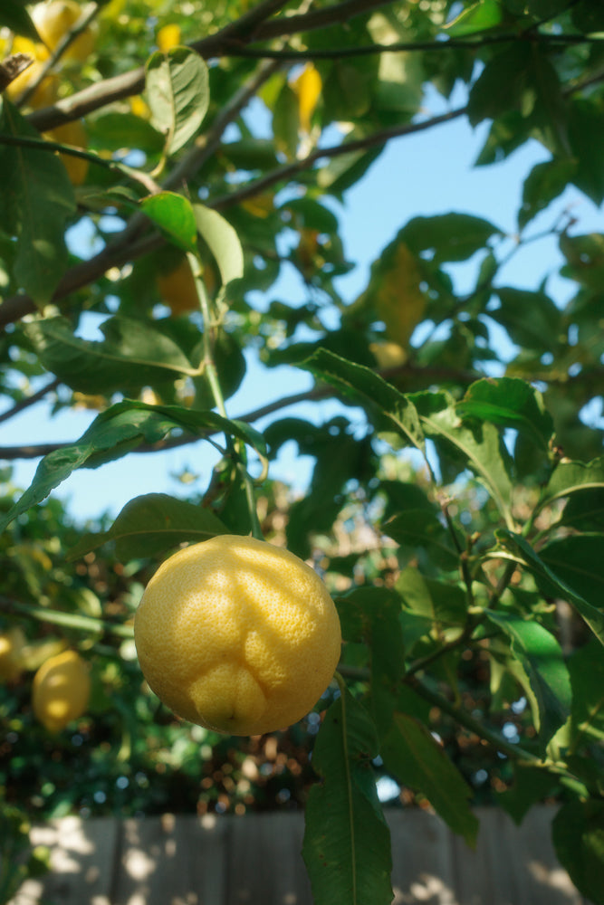 A close-up shot of a ripe yellow lemon hanging from a branch, surrounded by green leaves and dappled sunlight. The background shows a clear blue sky and a hint of a fence.