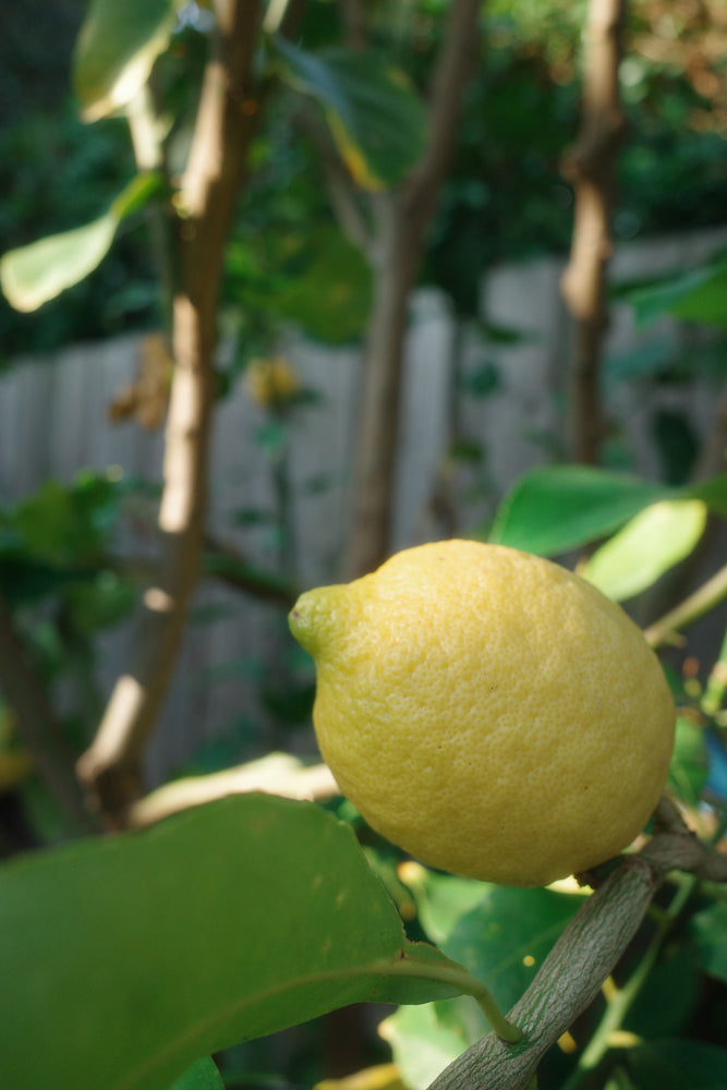 A close-up shot of a ripe yellow lemon hanging from a branch, surrounded by green leaves and dappled sunlight. The lemon has a textured rind and a small green nub at one end.