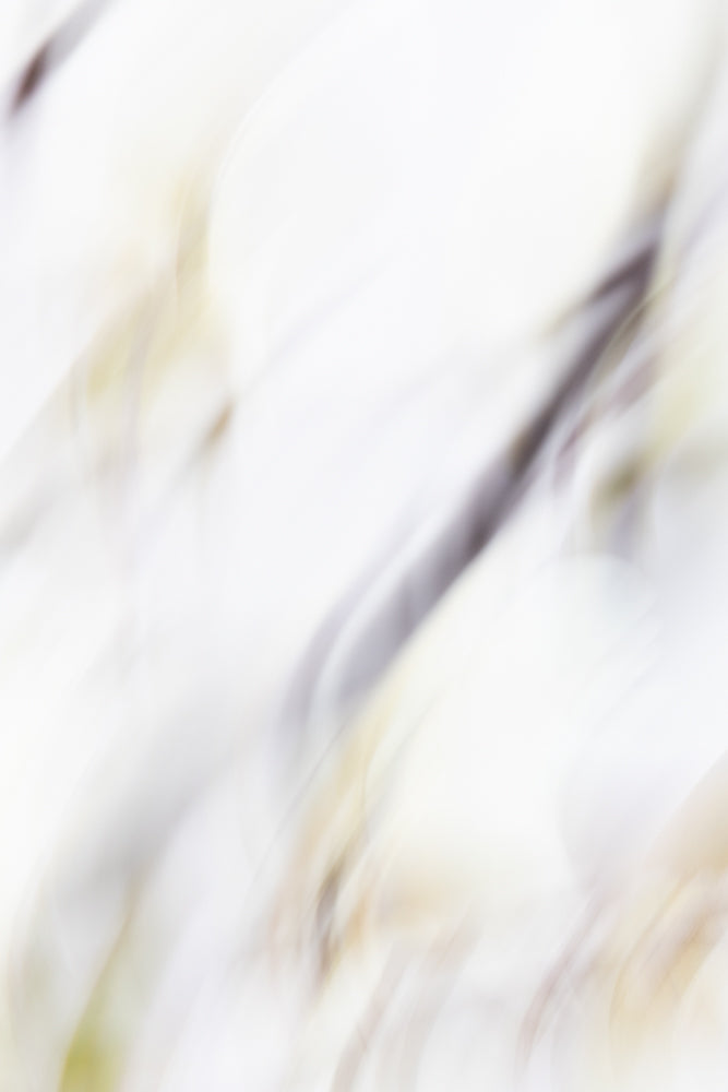 Abstract image with soft, blurred lines of white, cream, and gray, suggesting movement or flowing fabric.