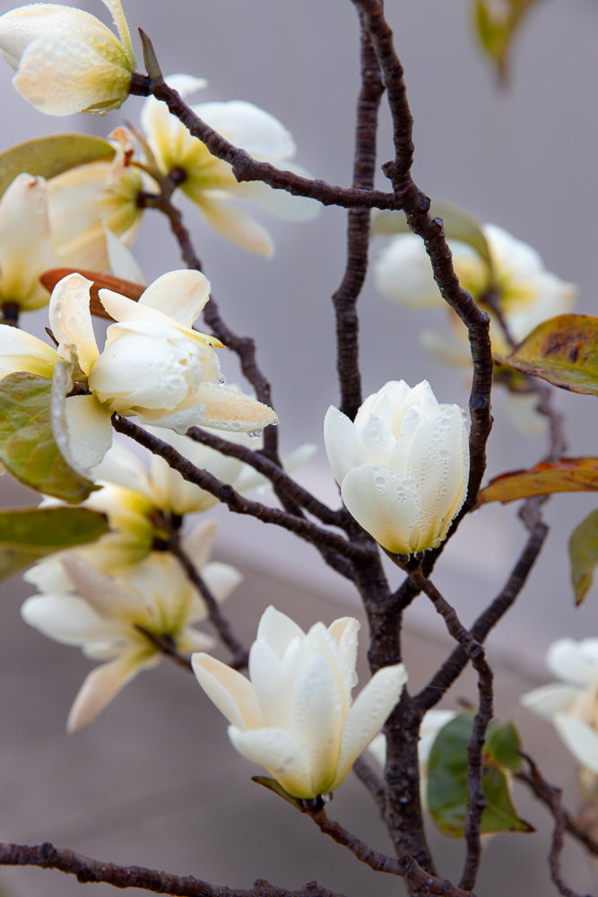 A close-up of creamy white magnolia blossoms with water droplets on their petals, set against a soft, muted background. The dark, textured branches of the tree are visible, with a few blurred green and brown leaves.