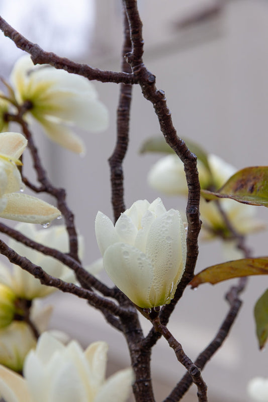 A close-up of a white magnolia flower bud covered in water droplets, with dark branches and blurred white flowers in the background.