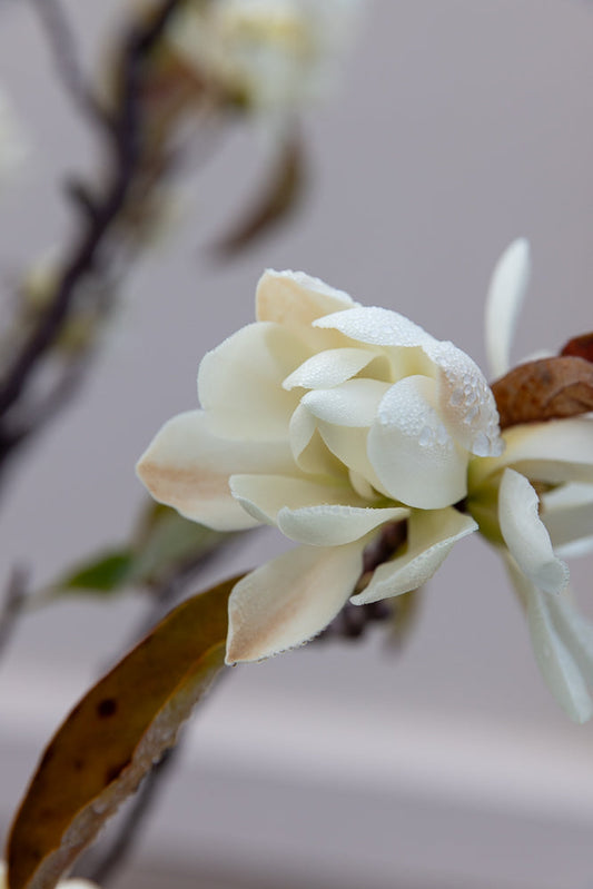 A close-up of a white magnolia flower with dew drops on its petals. The flower is partially open, revealing layers of delicate white petals. Some brown, dried leaves are visible on the branch.