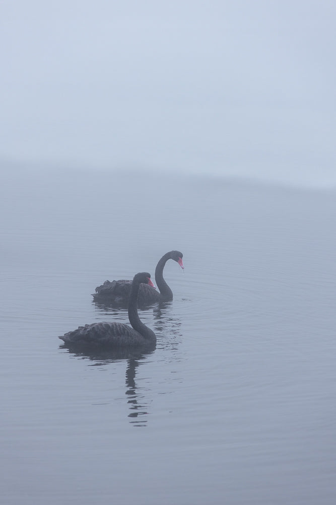 Two black swans swim in calm, misty water. The swan in the foreground is closer to the viewer and facing right, while the second swan is slightly behind and to the right, also facing right.