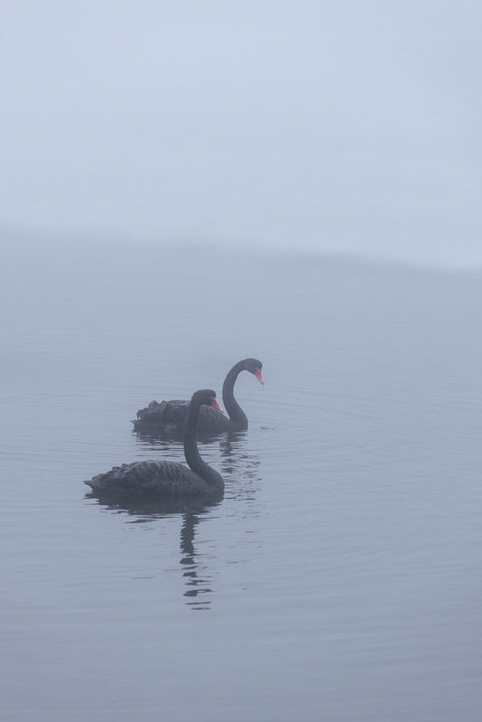 Two black swans swim in calm, misty water. The swan in the foreground is closer to the viewer and facing right, while the second swan is slightly behind and to the right, also facing right.