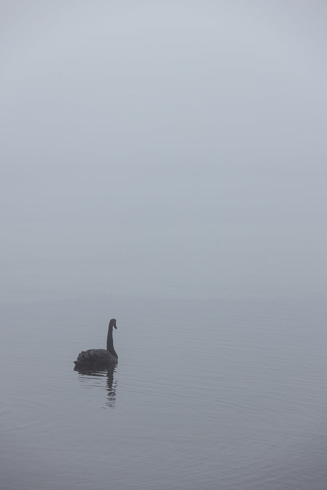 A lone black swan swims in calm, misty water. The swan is facing right, with its long neck curved. The background is a soft, hazy gray, creating a serene and atmospheric scene.