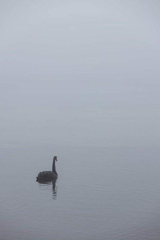 A lone black swan swims in calm, misty water. The swan is facing right, with its long neck curved. The background is a soft, hazy gray, creating a serene and atmospheric scene.