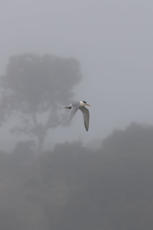 A tern in flight against a foggy background. The bird is in focus, with its wings spread and body angled slightly upwards. The background is blurred and muted, with indistinct shapes of trees visible through the mist.