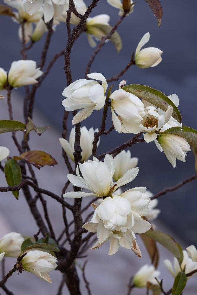 A close-up shot of white magnolia flowers with water droplets on their petals, set against a dark, blurred background. The branches are dark and textured, with a few green and brown leaves visible.