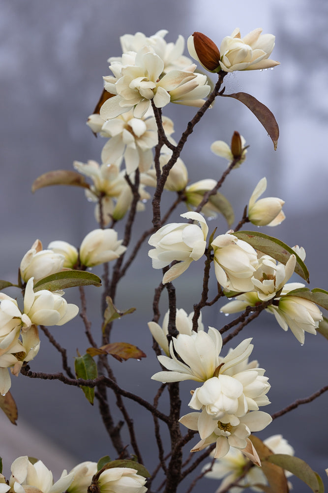 A close-up of white magnolia flowers with water droplets on their petals, set against a soft, blurred grey background.